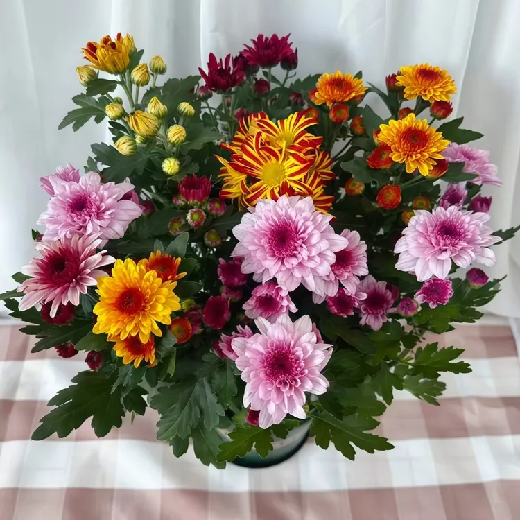 彩色荷兰菊盆栽四季开花多年生带花苞庭院阳台好养耐寒植物花卉