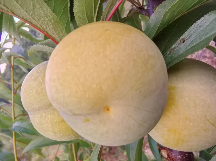 红土地高山蜂糖李现摘现发