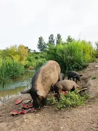 中秋佳节~猪肉礼盒