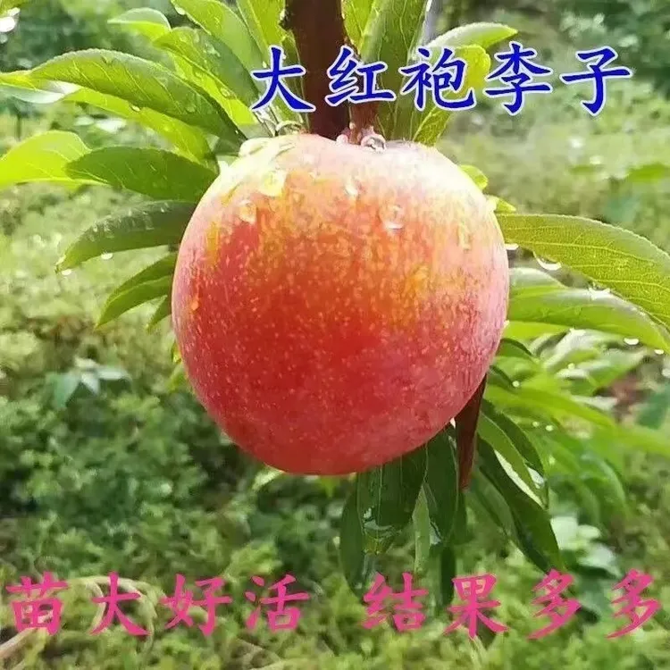 特大果肉嫁接耐寒大红袍李子树苗南北方四季易种植大红袍李子树苗