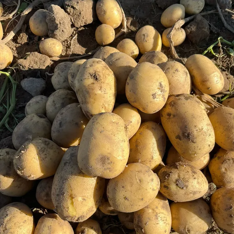 贵州高山老品种新鲜土豆黄皮黄心土豆自新鲜蔬菜新黄皮洋芋批发