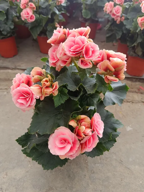 玫瑰海棠盆栽带花发货丽格海棠重瓣海棠花室内阳台花卉花期长耐阴