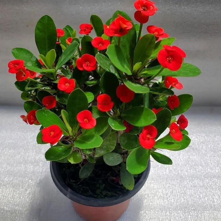 四季开花虎刺梅盆栽好养易活花卉植物室内花客厅阳台绿植铁海棠花