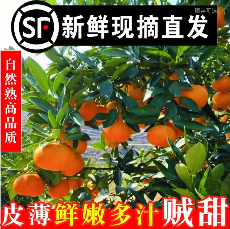 【顺丰包邮】临海涌泉蜜桔高山老树孕妇水果应季无核宫川蜜桔礼盒装