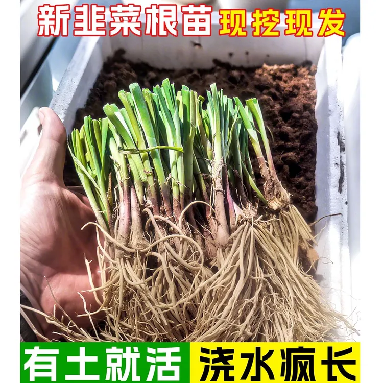 现挖韭菜根苗多年生宽叶紫根韭菜秧苗四季阳台盆栽韭菜苗子蔬菜苗