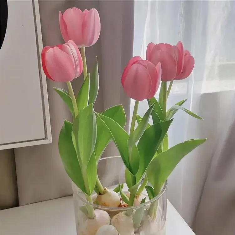 郁金香种球懒人水培成活春天原生耐寒四季种植风信子春节盆栽花卉
