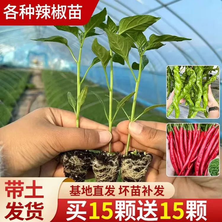 【新店福利】辣椒苗重辣高产二荆条椒苗螺丝椒苗朝天椒苗优质基地
