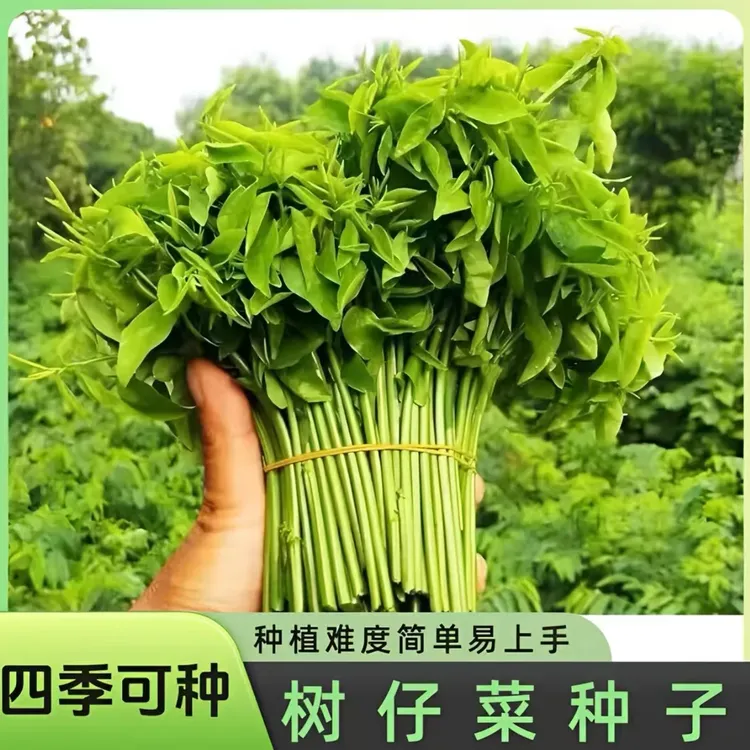 【树籽菜种子】家庭阳台小院四季种植盆栽地栽易种易活