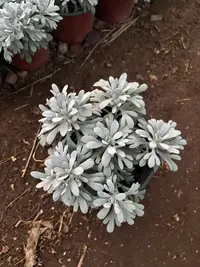 【无花苞】[雪艾芙蓉菊]菊花苗好养护简单耐寒耐旱