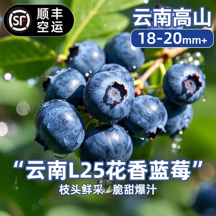 【顺丰空运】L25云南澄江抚仙湖花香蓝莓18mm+新鲜采摘蓝莓大果125g