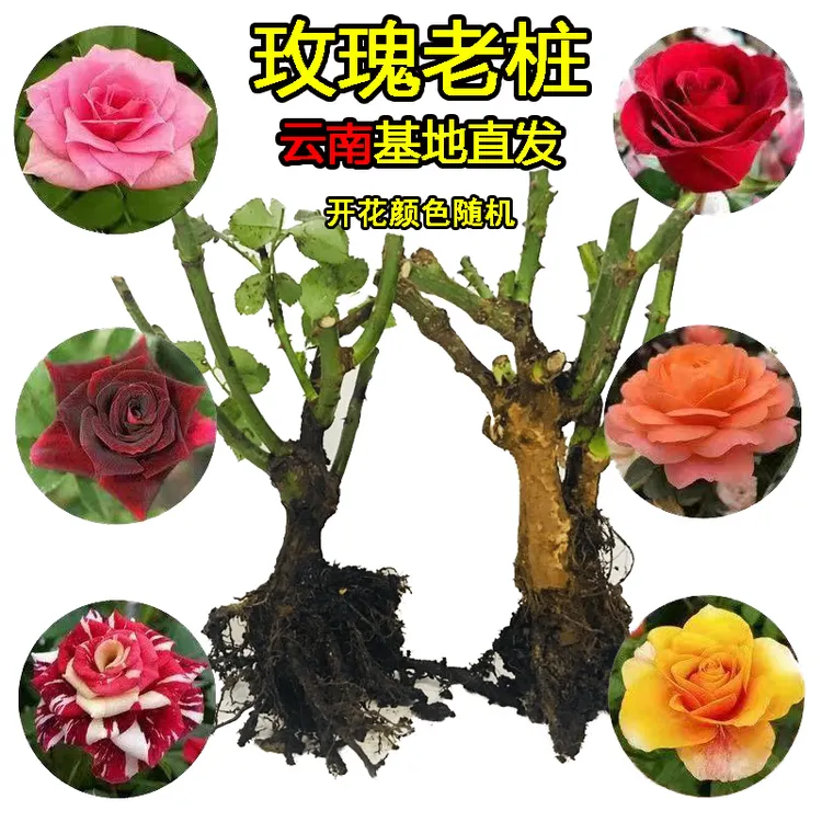 玫瑰老桩树苗大花盆栽浓香型玫瑰老根多色庭院月季花蔷薇耐热耐寒