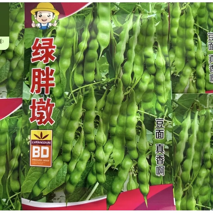 【绿胖墩豆角种子】家庭阳台小院盆栽地栽四季种植