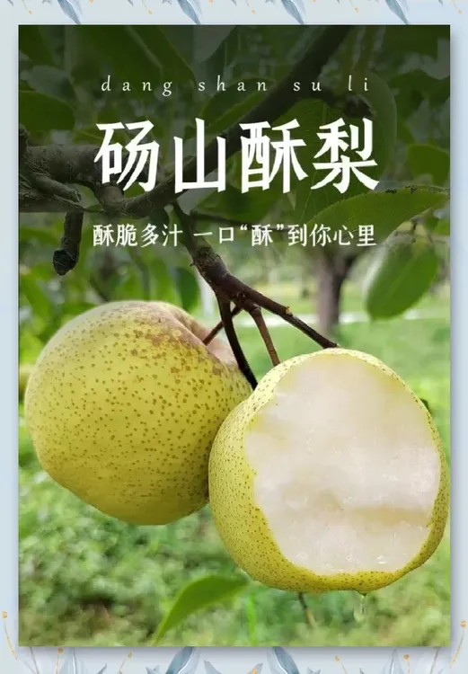 安徽砀山酥梨现采现发脆甜爆汁新鲜水果