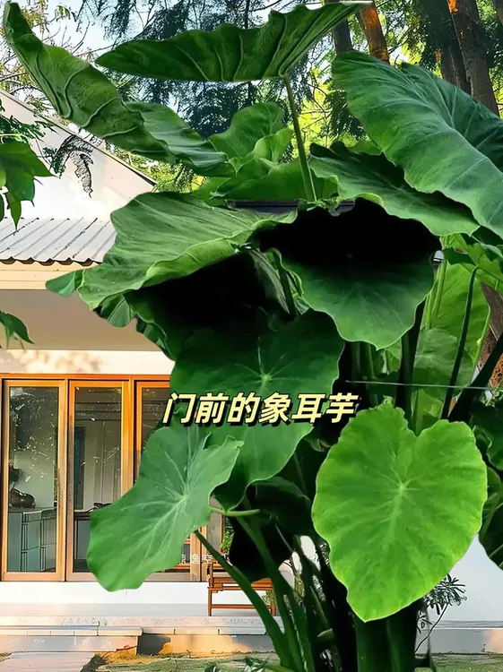 巨型象耳芋盆栽适合客厅阳台的绿植花卉
