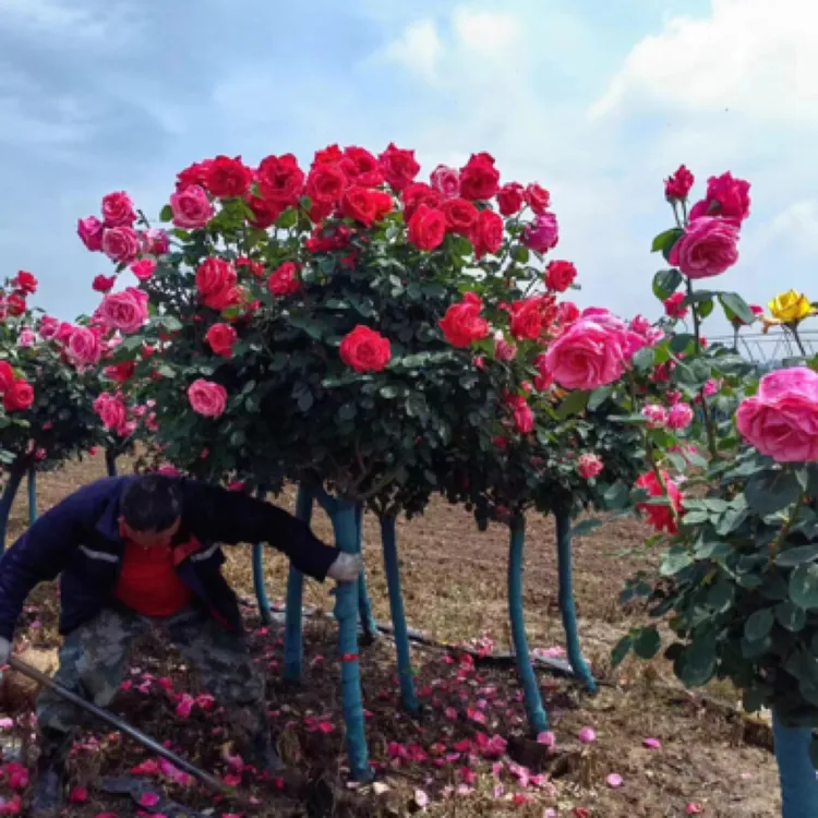 庭院树桩月季大花浓香四季开花耐寒耐热花苗