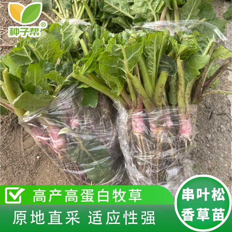 串叶松香草苗子多年生耐寒优质高蛋白春秋育苗种植阔叶菜牧草