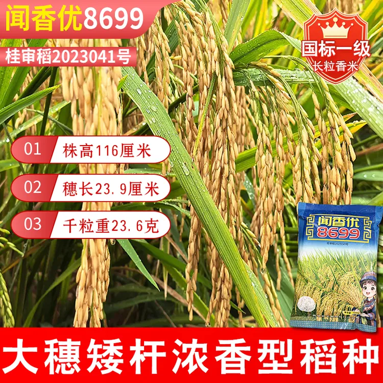 原装长粒型国标一级米水稻种子闻香优8699早熟米好吃口感软糯