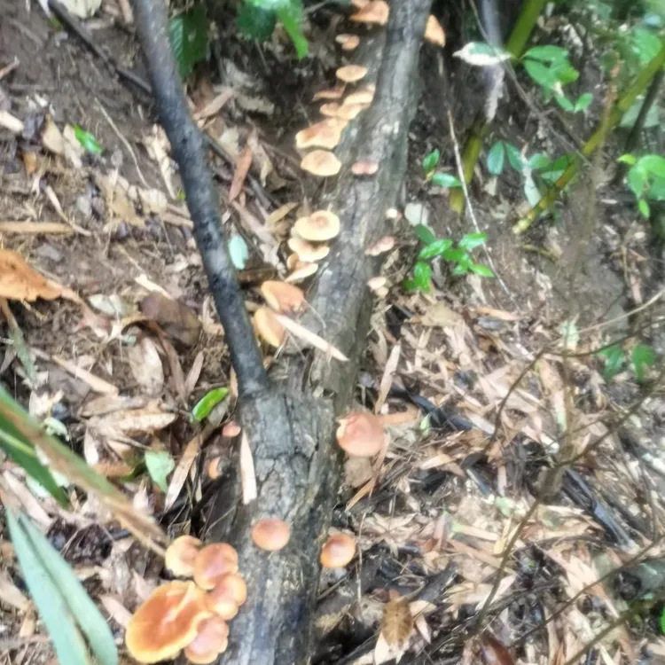 赣南深山老林纯野生原生态新鲜香菇