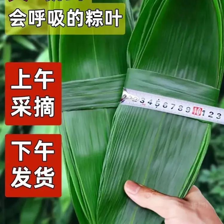 【野生新鲜粽叶】端午节包粽子专用家用大宽叶特大号粽叶天然现摘