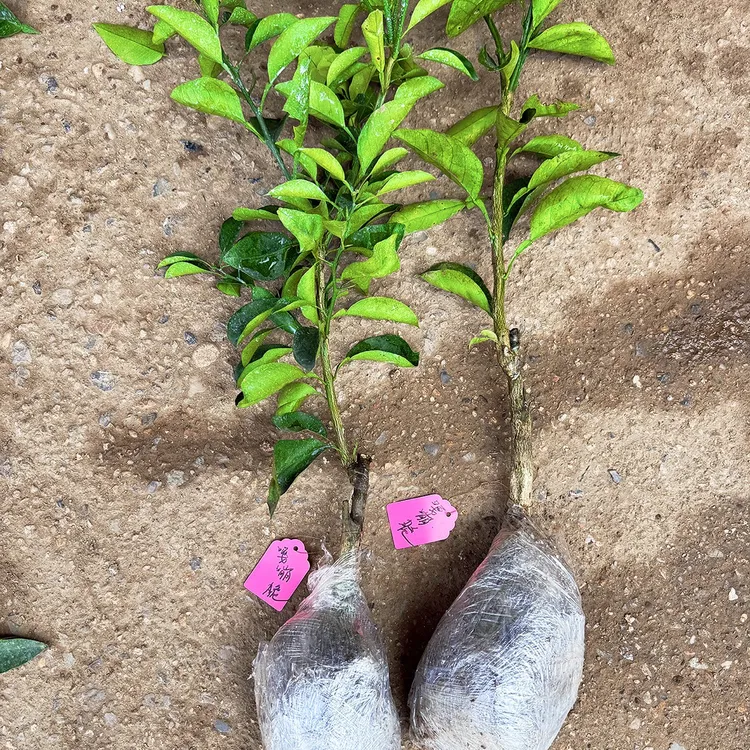 嘎嘣脆一年裸根苗带泥浆发货糖度16到20度11月采摘尤加利叶