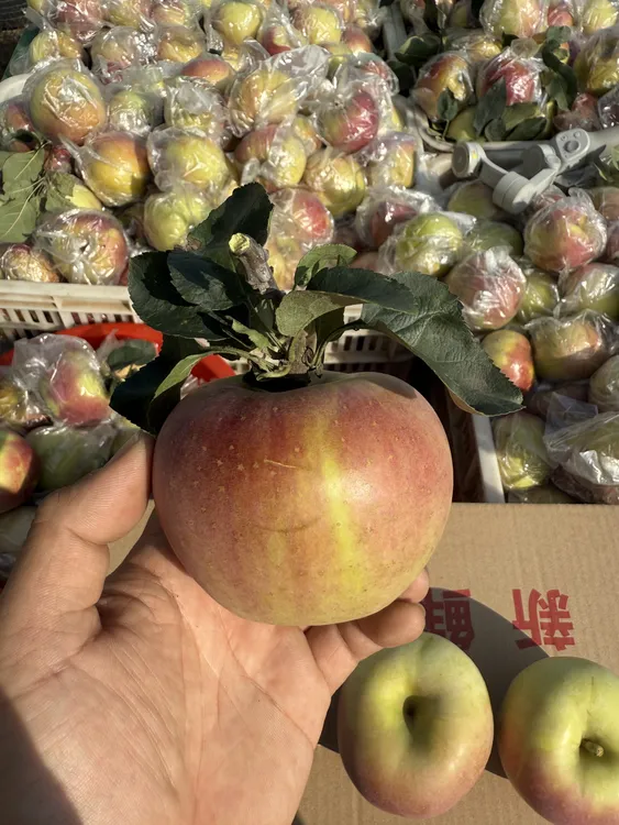 青岛老品种苹果新鲜应季脆甜多汁水果自然熟