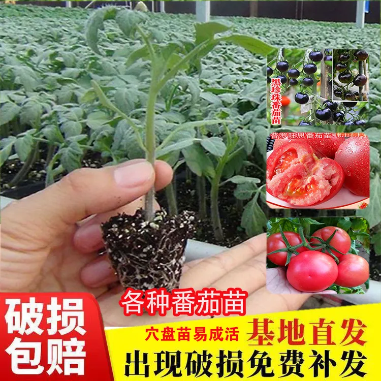 四季番茄秧苗西红柿苗大红沙瓤粉圣女果千禧苗黑珍珠普罗旺思草莓