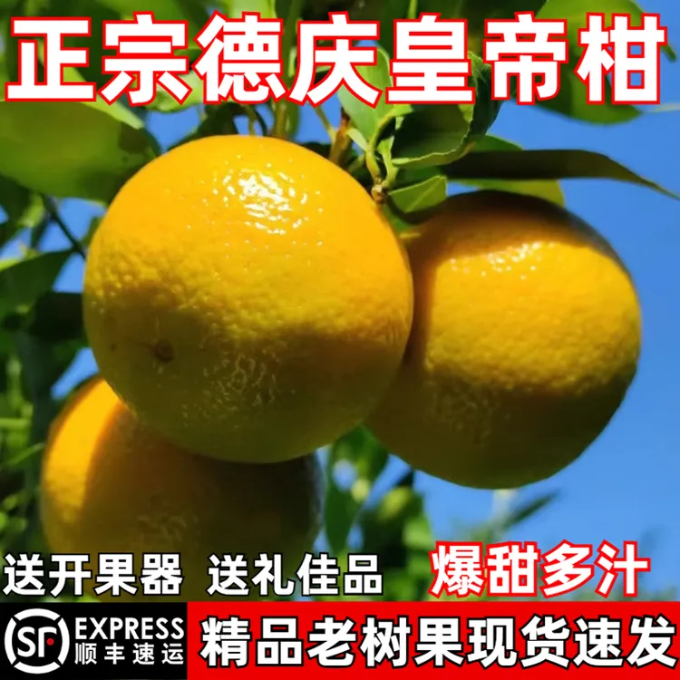 正宗德庆皇帝柑贡柑10斤大果现摘新鲜水果园超甜皮薄桔橘子4.6斤