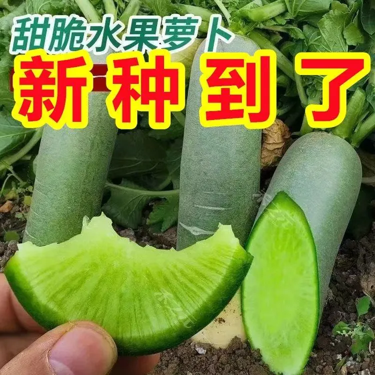 冰糖水果萝卜种子正宗绿青皮萝卜籽生吃脆甜蔬菜种子四季播种YL