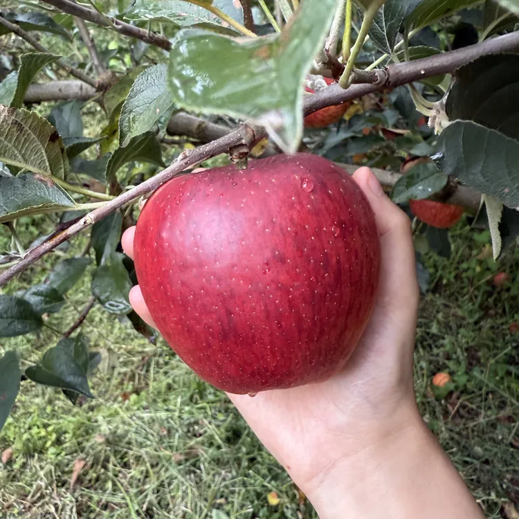 云南昭通红露冰糖心丑苹果高原种植脆甜多汁新鲜水果