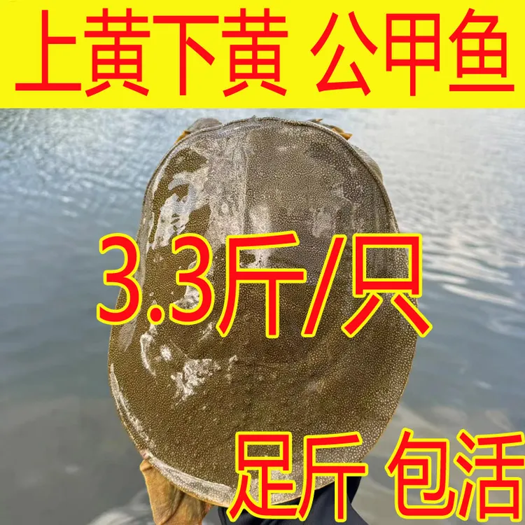 【包活送到 】3.3斤1只 外塘生态新鲜活公甲鱼青黄色黄油大甲鱼