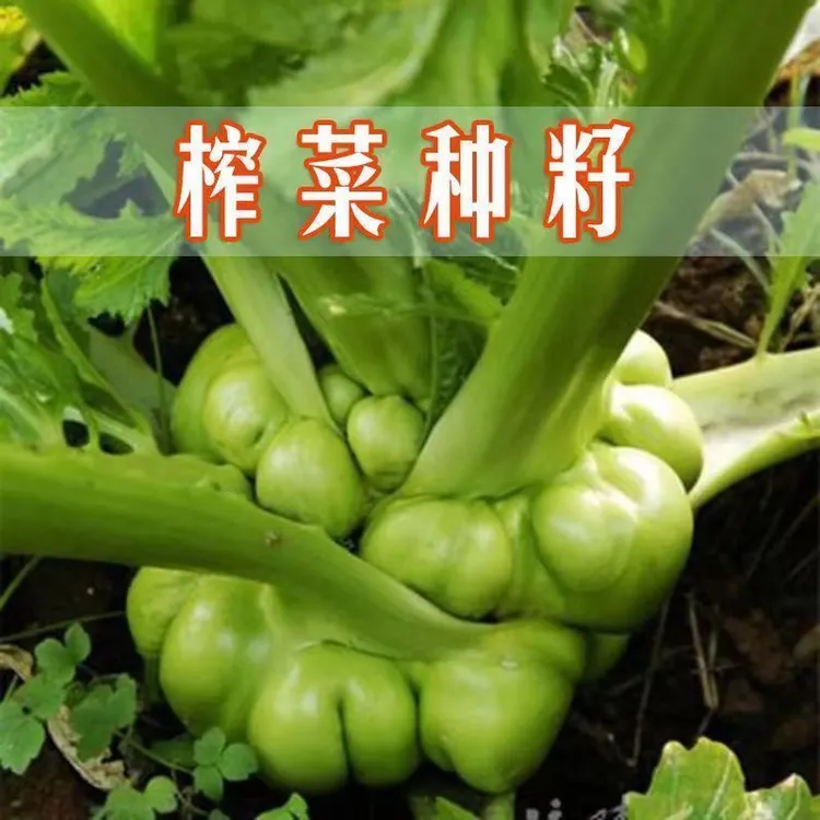秋播涪陵榨菜种子四川榨菜大头菜芥菜疙瘩耐寒耐抽薹青菜头种子籽