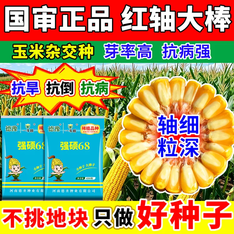 国审强硕68高产玉米种子 4200粒 大棒产量高 耐旱耐涝抗倒伏 德豫商品图