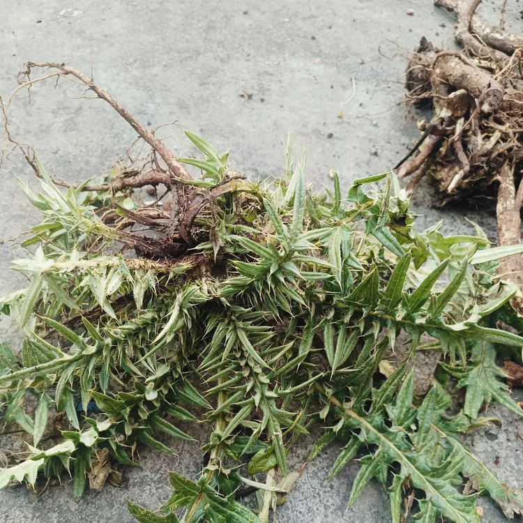 马刺根新鲜野菜当季野菜