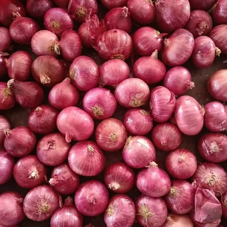 【小果洋葱】紫红洋葱河南新鲜现挖红皮紫皮圆葱葱头水果批发洋葱