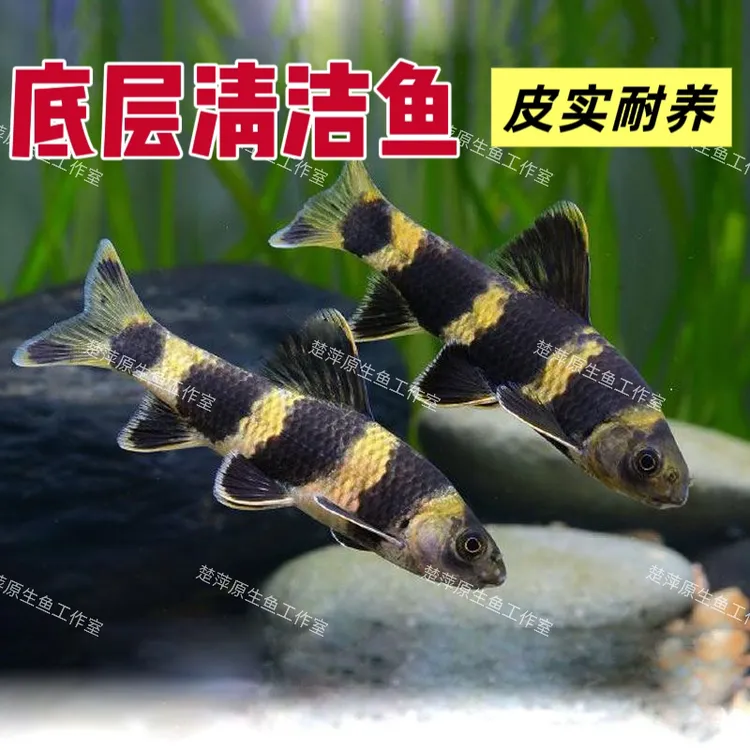 到家华鳈冷水原生鱼熊猫鱼观赏鱼底层工具鱼啃藻溪流鱼