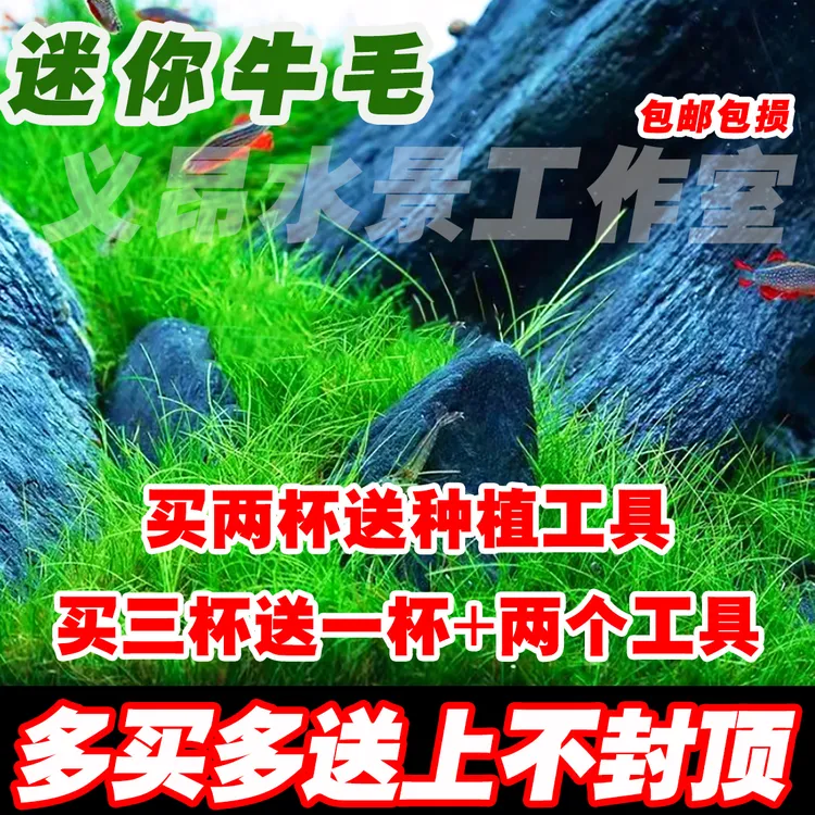 迷你牛毛无菌杯水草短牛毛草矮牛毛草荷兰景草缸草皮前景草牛毛草