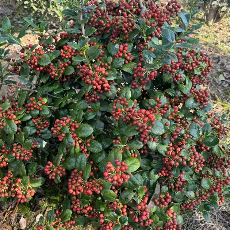 别墅庭院点缀，四季长青金玉满堂，寓意多子多福，红红火火。