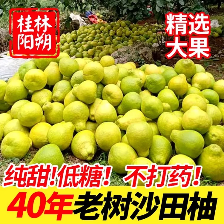 广西桂林阳朔正宗沙田柚子新鲜水果纯甜现摘当季非容县梅州蜜柚子