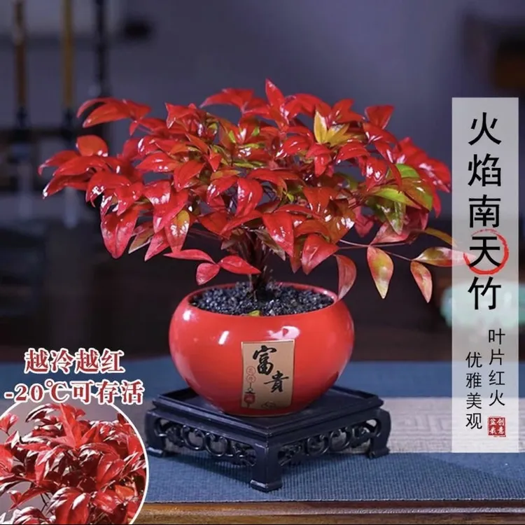 火焰南天竹招财竹盆栽冬季耐寒植物四季好养盆景茶桌摆件禅意植物