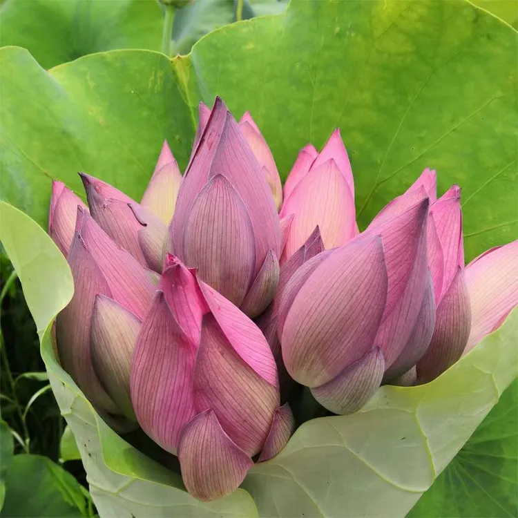 荷花莲花现摘鲜切荷花莲蓬花花卉花骨朵植物室内花苞