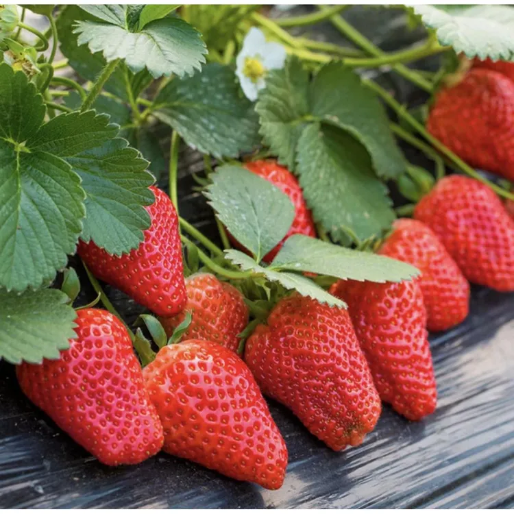 【丹东奶油草莓种子】四季播种草莓种籽子阳台盆栽蔬菜庭院室外商品图