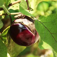 【满五包包邮】圆茄种子春季秋冬季阳台盆栽播种蔬菜紫黑圆龙易种