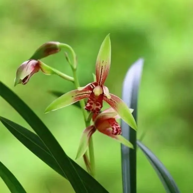 建兰小国魂四季开花浓香型室内外好养易活花卉盆栽