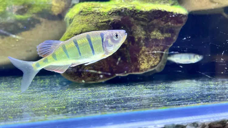 丽色底线鱲丽色低线鱲低线鱲马口鱼宽鳍鱲长鳍鱲原生鱼群游原生鱼