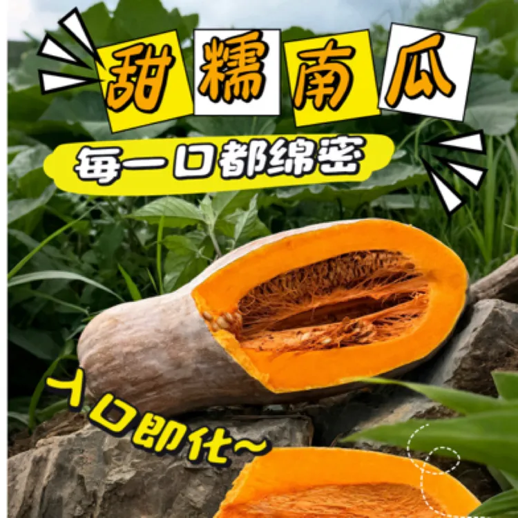 云南新鲜老南瓜农家种植当季蔬菜宝宝辅食甜糯板栗味南瓜新鲜