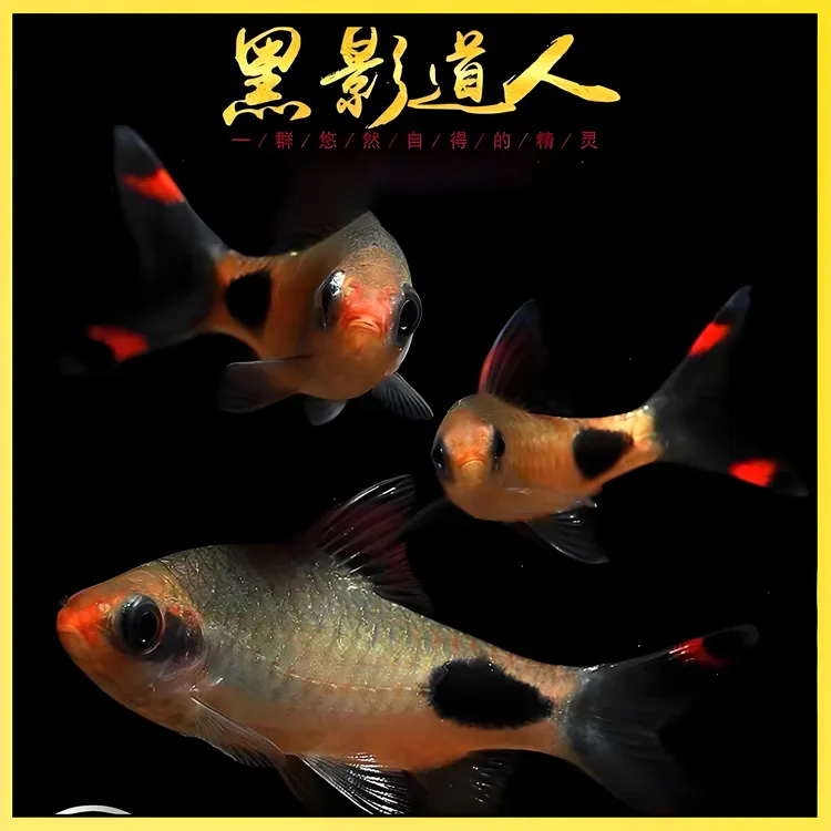 红唇红线黑影道人道金斯鲃热带观赏鱼