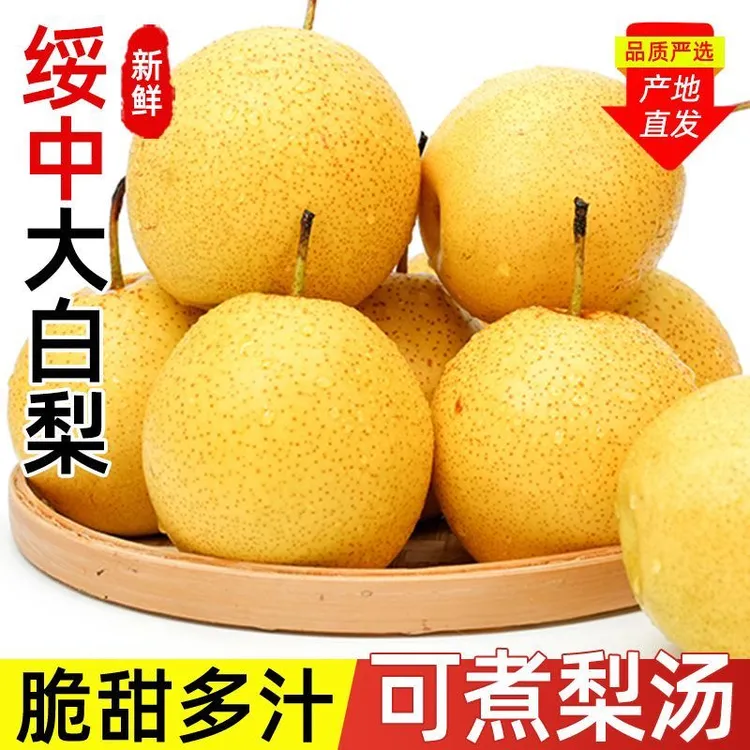 正宗绥中白梨脆甜多汁现摘现发整箱