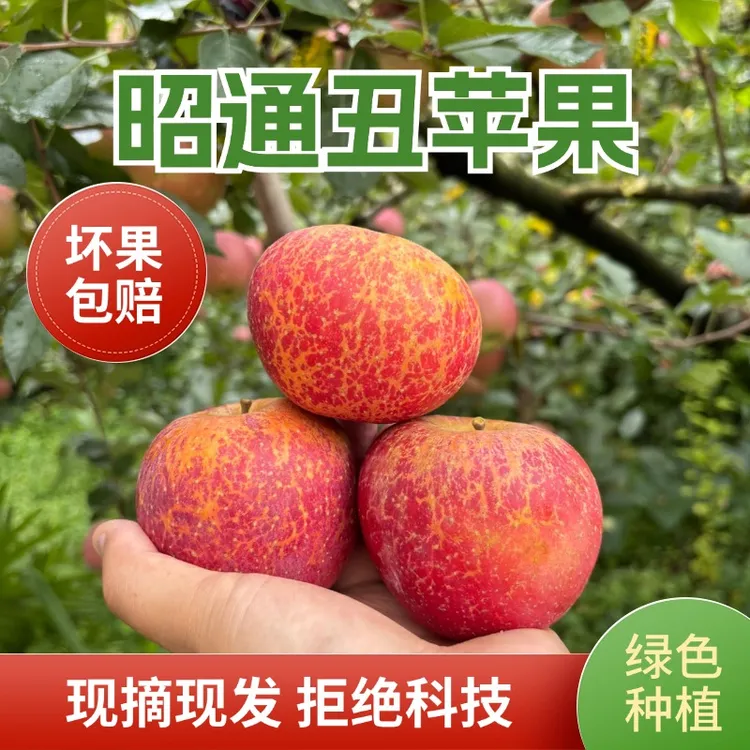 云南昭通丑苹果红富士现摘现发纯甜冰糖心苹果新鲜生态【头茬富士】
