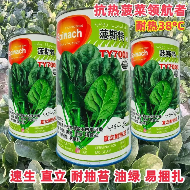 菠斯特TY7000菠菜种子直立耐热王抗病黑强菠菜种籽黑亮肥厚四季孑