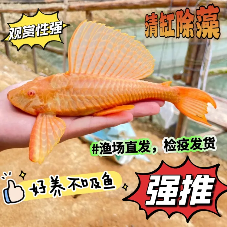 黄金红眼女王清道夫大帆女皇活体大小型垃圾异型鱼缸热带观赏鱼